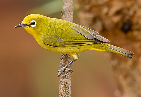 Cape White-eye